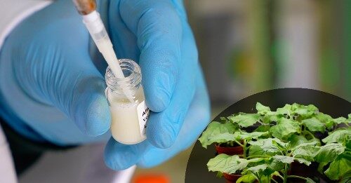 ENEA: un kit innovativo per rintracciare sostanze tossiche nel latte