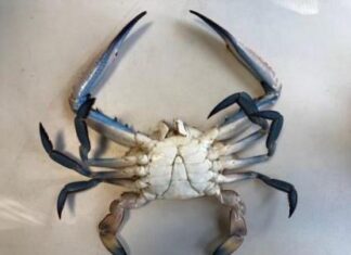 Intercettata una seconda specie di granchio blu nel Mar Adriatico