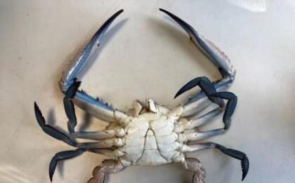 Intercettata una seconda specie di granchio blu nel Mar Adriatico