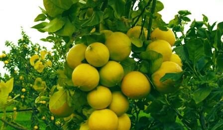 Il bergamotto, inaspettato amico contro il colesterolo LDL (quello cattivo)