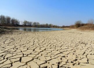 Piante resistenti alle concentrazioni saline per contrastare la sterilità dei terreni
