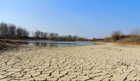 Piante resistenti alle concentrazioni saline per contrastare la sterilità dei terreni