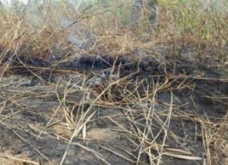 Gli “incendi fantasma” delle torbiere, degrado del suolo ed emissione di gas serra Torbiera in provincia di Ferrara
