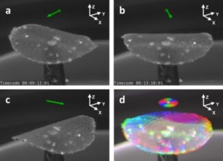 Politecnico Torino: la luce muoverà i soft robot del futuro