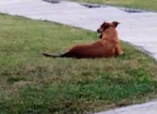 Uno studio della Sapienza: perché i cani scodinzolano? Perché i cani scodinzolano