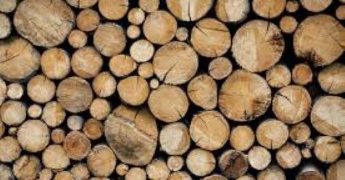 Carne dalla conversione in amminoacidi di lignina o crusca di frumento È l’obiettivo del progetto «Meat from wood» (Carne dal legno), finanziato dal Ministero dell’Università e della ricerca nell’ambito del bando Prin 2022