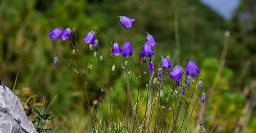 Scoperta una nuova specie di “Campanula” nelle Prealpi bergamasche La specie appartiene al genere Campanula ed è stata denominata Campanula bergomensis, ovvero di Bergamo.