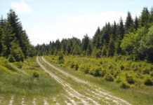 Il sentiero di Confine dell’Harz A ogni chilometro si incontra un luogo che documenta l’esistenza del vecchio confine fra le due Germanie