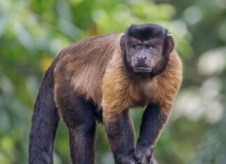 Come negli umani: l’effetto esca influenza le decisioni anche nei cebi Quando facciamo una scelta, siamo influenzati da molti fattori, anche apparentemente irrilevanti. Per esempio, le nostre decisioni sono spesso soggette a un effetto noto anche nel marketing, il cosiddetto ‘effetto esca’