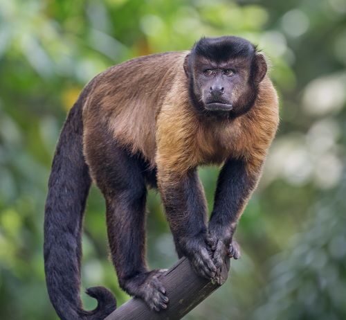 Come negli umani: l’effetto esca influenza le decisioni anche nei cebi Quando facciamo una scelta, siamo influenzati da molti fattori, anche apparentemente irrilevanti. Per esempio, le nostre decisioni sono spesso soggette a un effetto noto anche nel marketing, il cosiddetto ‘effetto esca’