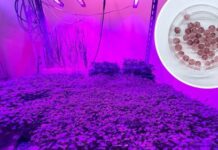 ENEA apparecchia il cibo del futuro: nutriente, saporito e sostenibile Le cellule vegetali, coltivate in ambienti controllati, possono rappresentare una biomassa alimentare innovativa e di qualità