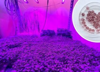 ENEA apparecchia il cibo del futuro: nutriente, saporito e sostenibile Le cellule vegetali, coltivate in ambienti controllati, possono rappresentare una biomassa alimentare innovativa e di qualità