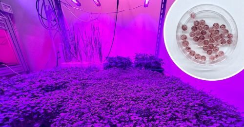 ENEA apparecchia il cibo del futuro: nutriente, saporito e sostenibile Le cellule vegetali, coltivate in ambienti controllati, possono rappresentare una biomassa alimentare innovativa e di qualità