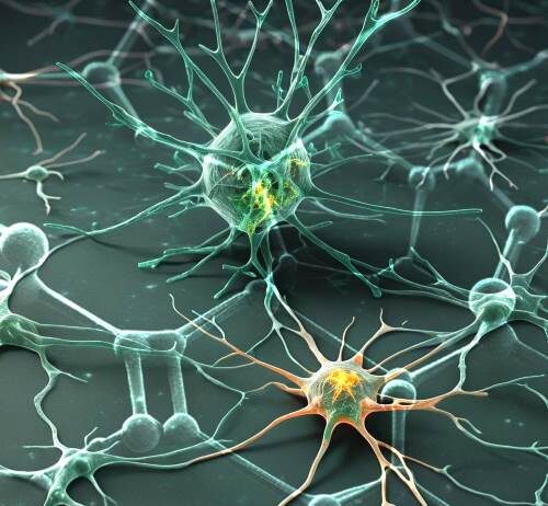 Il dialogo con “l’altro cervello”: possibile con gli astrociti ed il grafene