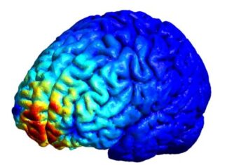 Reazioni di paura e ansia, identificata una nuova regione cerebrale