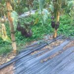 Scarti del pomodoro: miniera di molecole antiossidanti