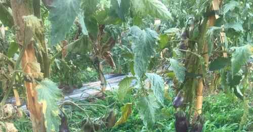 Scarti del pomodoro: miniera di molecole antiossidanti