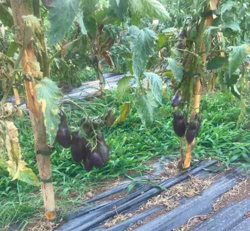 Scarti del pomodoro: miniera di molecole antiossidanti