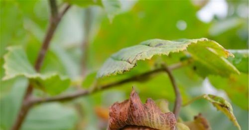 Svelato il potenziale antitumorale della nocciola