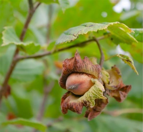 Svelato il potenziale antitumorale della nocciola