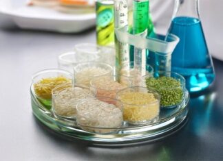 L’ENEA collauda una nuova tecnologia per tracciare il riso italiano