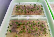 Biotecnologie e superfood per sostenere la vita dell’uomo sulla Luna e su Marte