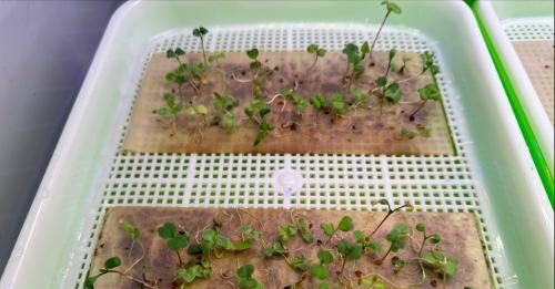 Biotecnologie e superfood per sostenere la vita dell’uomo sulla Luna e su Marte