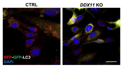 cnr_scienze_Osservazione_cellule