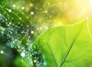 Tra Verona e Pechino: individuata una proteina che protegge le piante dalla troppa luce