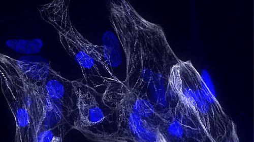 Uniroma1_scienze_cardiomiociti
