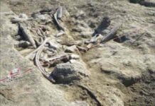 Quando a Roma vivevano gli elefanti