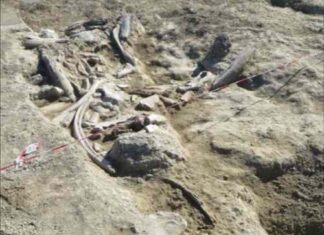 Quando a Roma vivevano gli elefanti