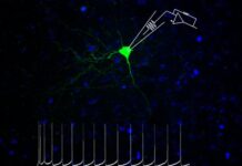 Depressione, scoperto il meccanismo cellulare che riduce l’attività dei neuroni