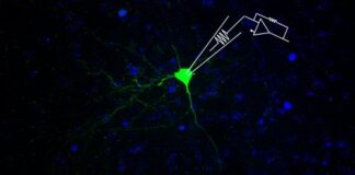 Depressione, scoperto il meccanismo cellulare che riduce l’attività dei neuroni