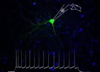 Depressione, scoperto il meccanismo cellulare che riduce l’attività dei neuroni