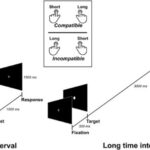 Quando il cervello ricorre allo spazio per aiutare l’elaborazione del tempo
