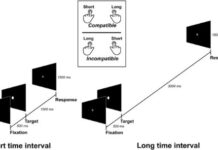 Quando il cervello ricorre allo spazio per aiutare l’elaborazione del tempo