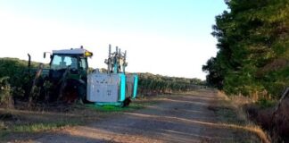 La luce che migliora il vino: più qualità in vigneto e meno anticrittogamici