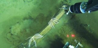 Scoperto nell’Oceano Indiano il più profondo ed esteso cimitero di balene