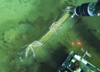 Scoperto nell’Oceano Indiano il più profondo ed esteso cimitero di balene