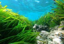 Scoperto il meccanismo evolutivo della Posidonia oceanica per sfruttare la luce blu
