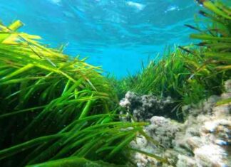 Scoperto il meccanismo evolutivo della Posidonia oceanica per sfruttare la luce blu