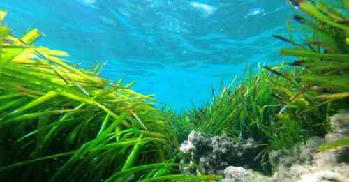 Scoperto il meccanismo evolutivo della Posidonia oceanica per sfruttare la luce blu